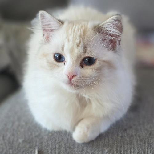 Foto van de poes