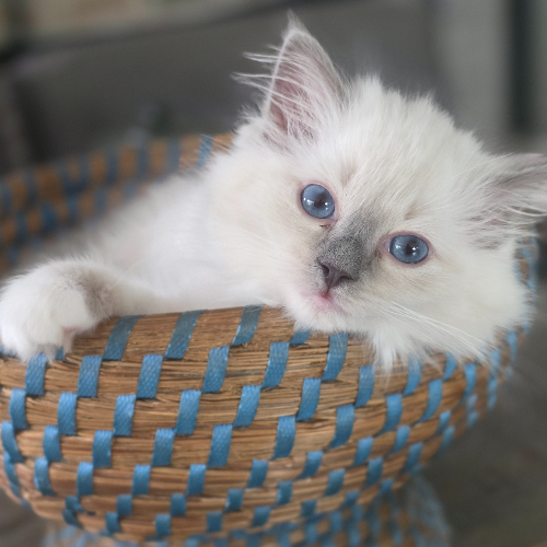 Foto van de poes