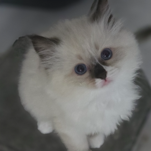 Foto van de poes