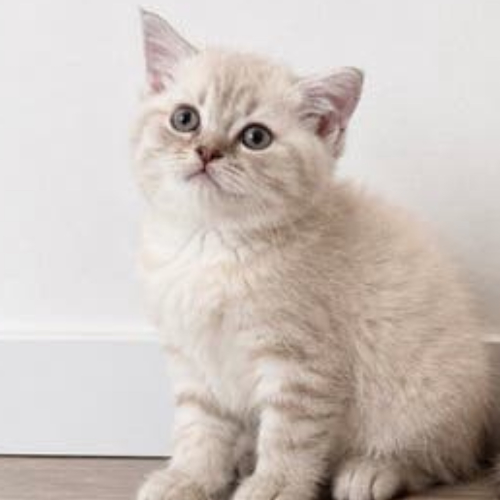 Foto van de poes