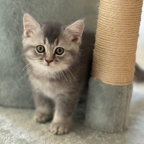 Foto van de poes