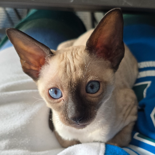 Foto van de poes