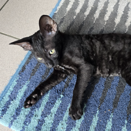 Foto van de poes