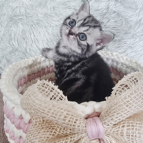Foto van de poes