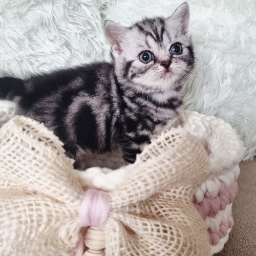Foto van de poes