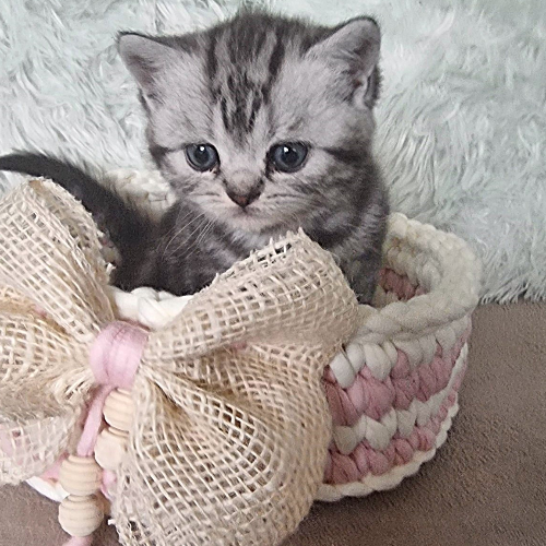 Foto van de poes