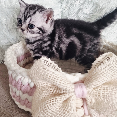 Foto van de poes