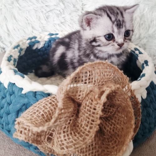 Foto van de poes
