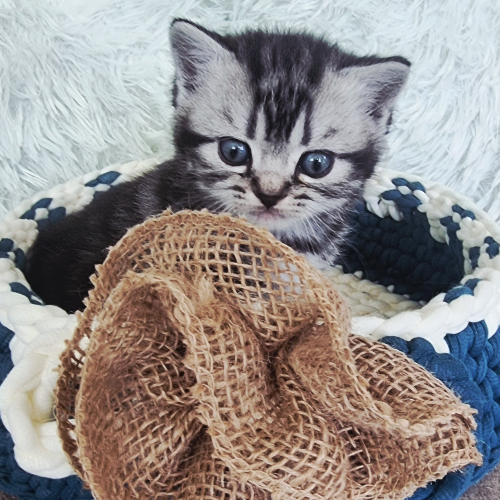 Foto van de poes