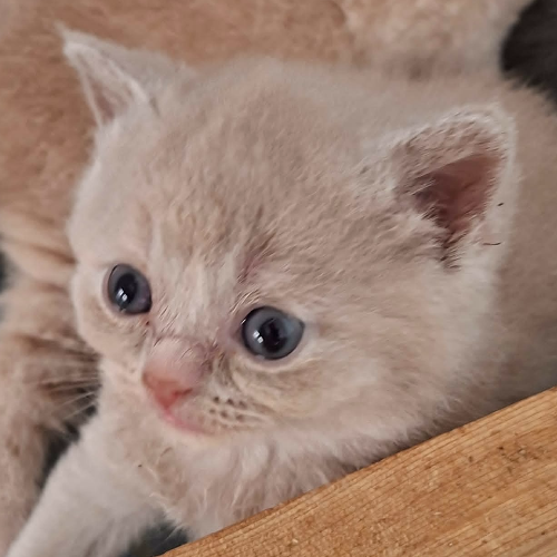 Foto van de poes