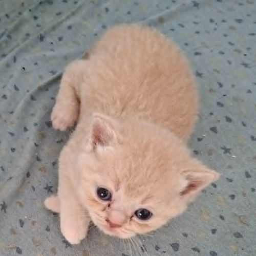 Foto van de poes