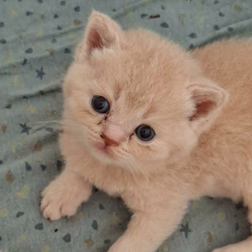 Foto van de poes