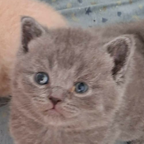 Foto van de poes