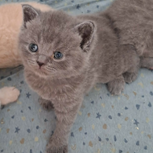 Foto van de poes