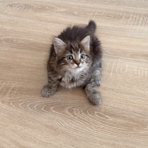 Foto van de poes