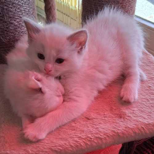 Foto van de poes