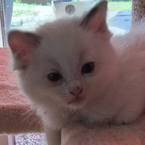 Foto van de poes