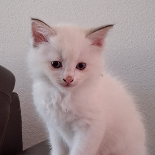 Foto van de poes
