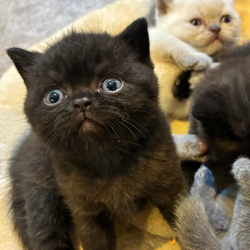 Foto van de poes