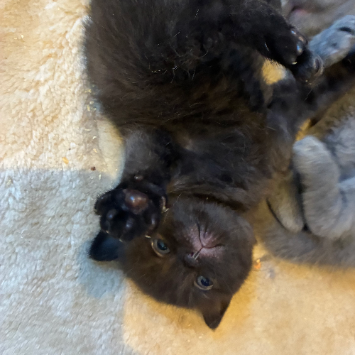 Foto van de poes