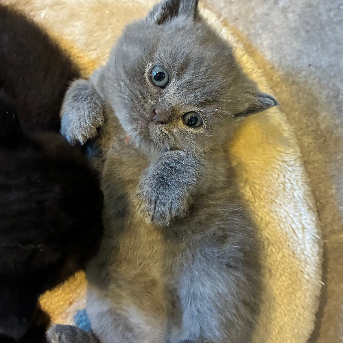 Foto van de poes
