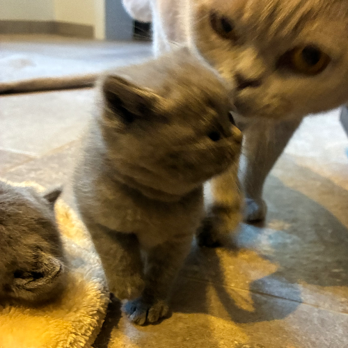 Foto van de poes