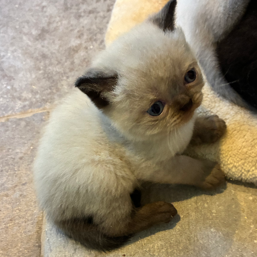 Foto van de poes
