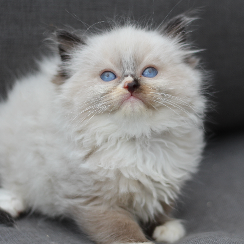 Foto van de poes