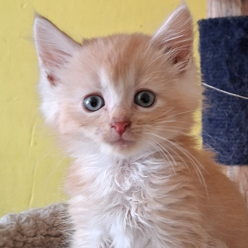 Foto van de poes