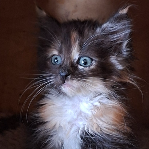 Foto van de poes