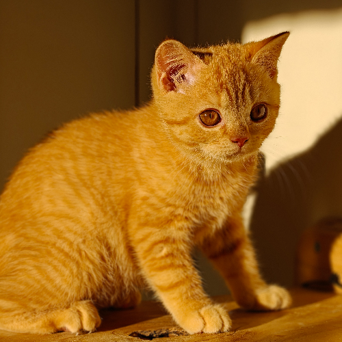 Foto van de poes