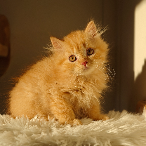 Foto van de poes