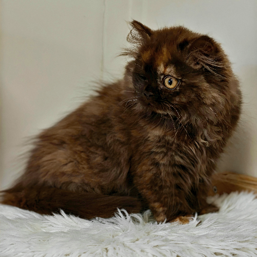 Foto van de poes
