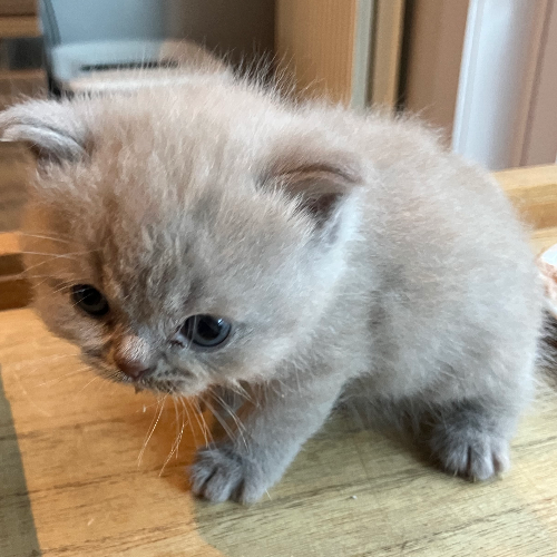 Foto van de poes