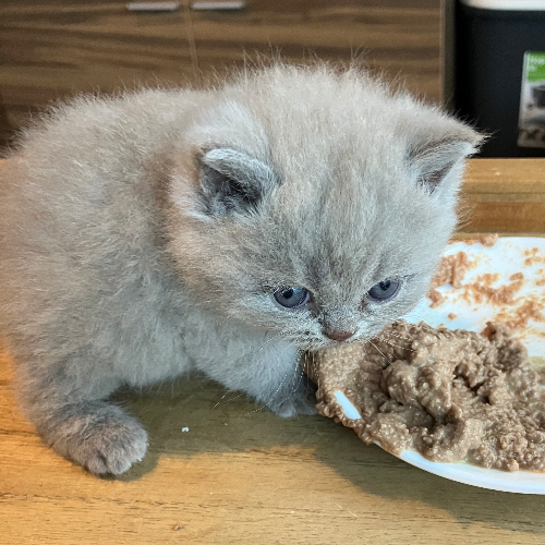 Foto van de poes