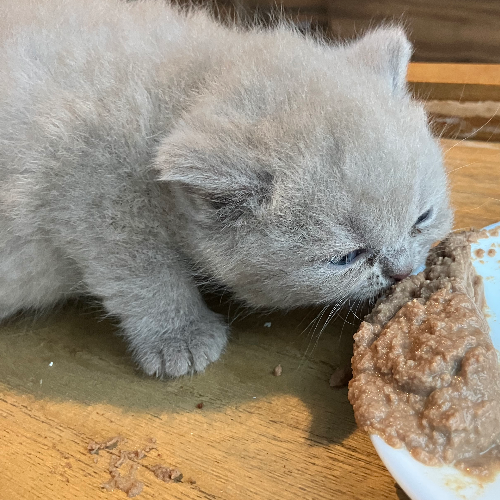 Foto van de poes