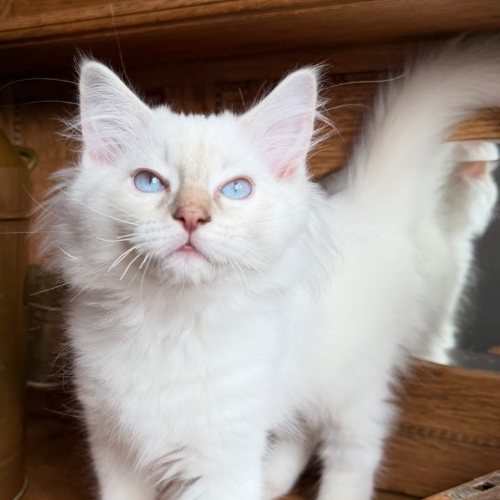 Foto van de poes