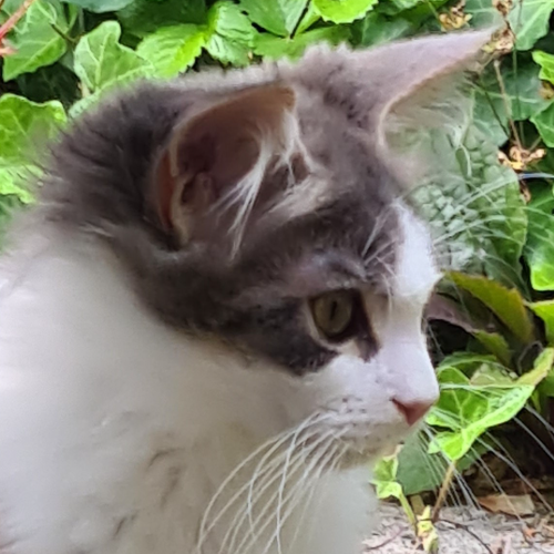 Foto van de poes