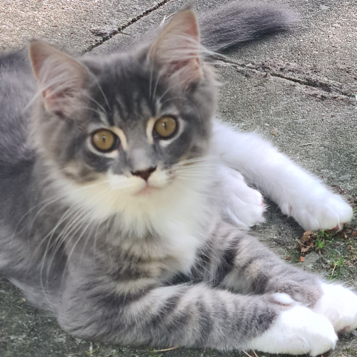 Foto van de poes
