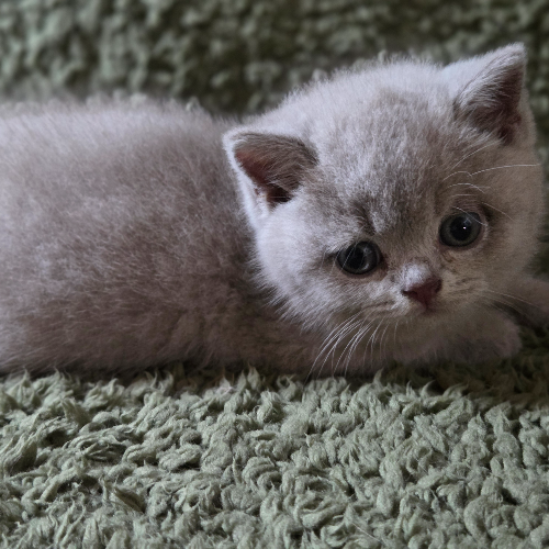 Foto van de poes