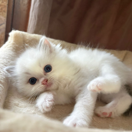 Foto van de poes