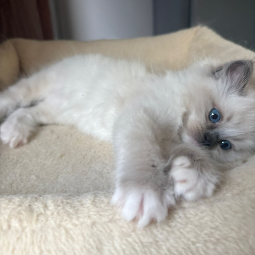 Foto van de poes
