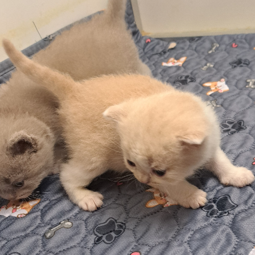 Foto van de poes