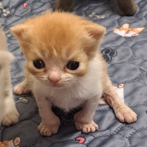 Foto van de poes