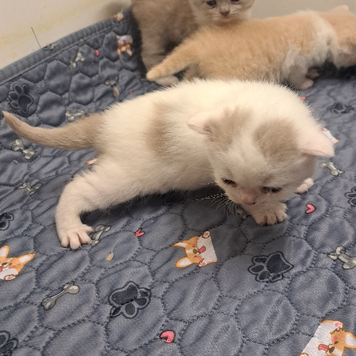 Foto van de poes