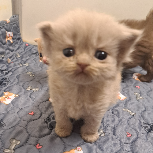 Foto van de poes