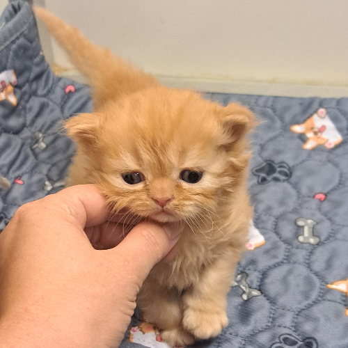 Foto van de poes