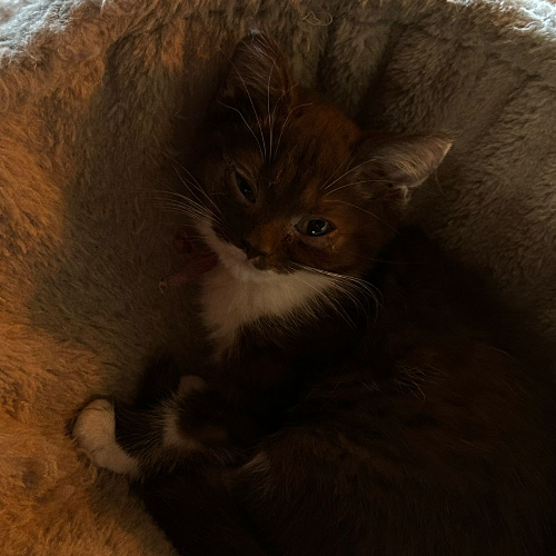 Foto van de poes