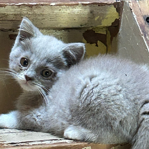 Foto van de poes
