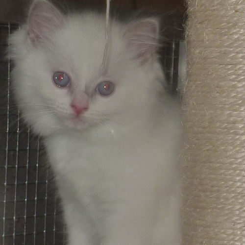 Foto van de poes